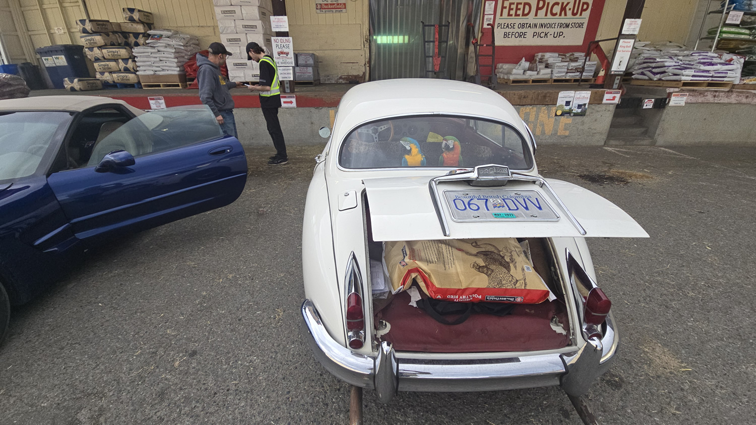 Calm Chaos Maple Bay Bo and Blu Macaws