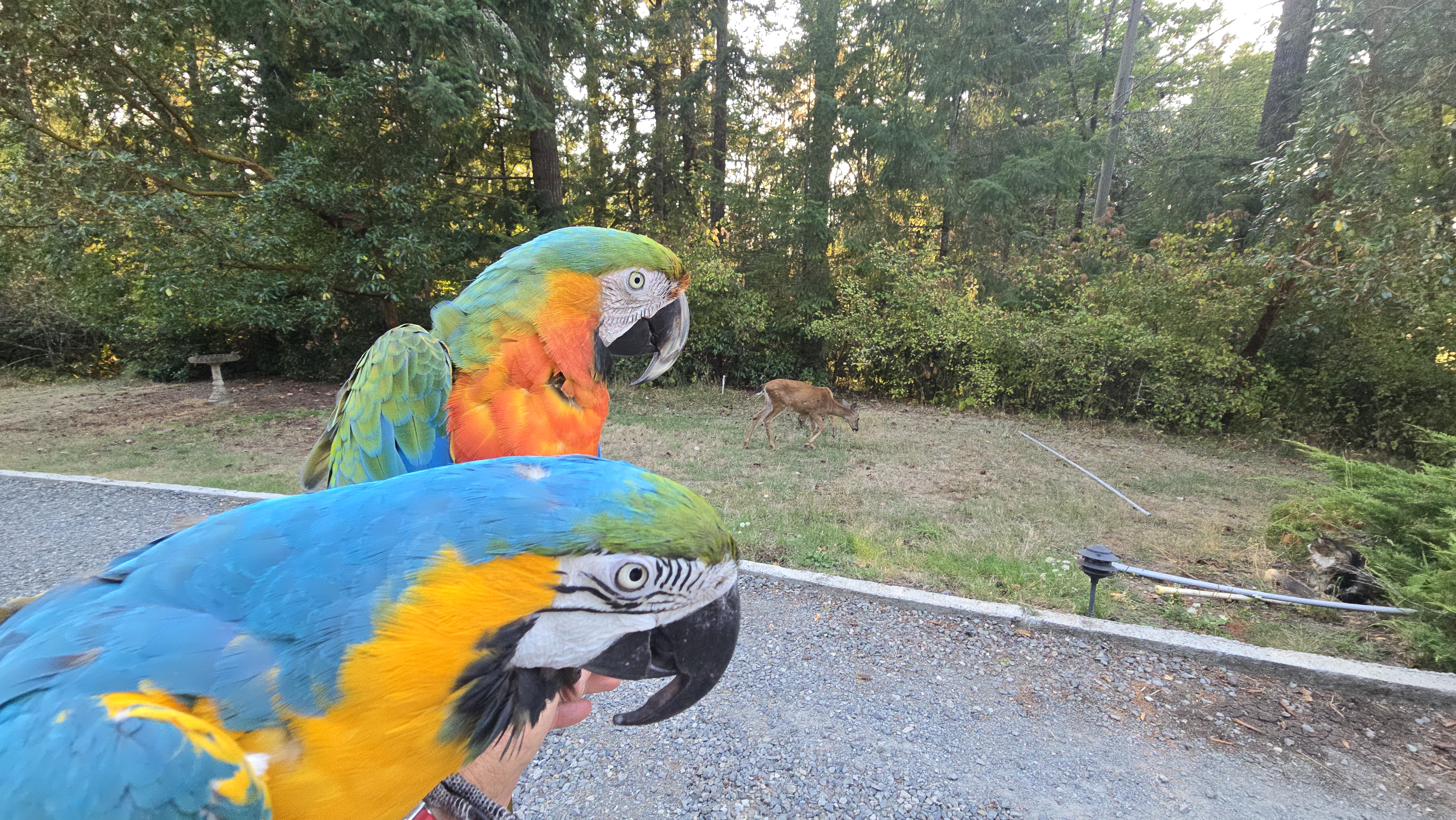 Bo and Blu hang out on the property at Calm Chaos Maple Bay