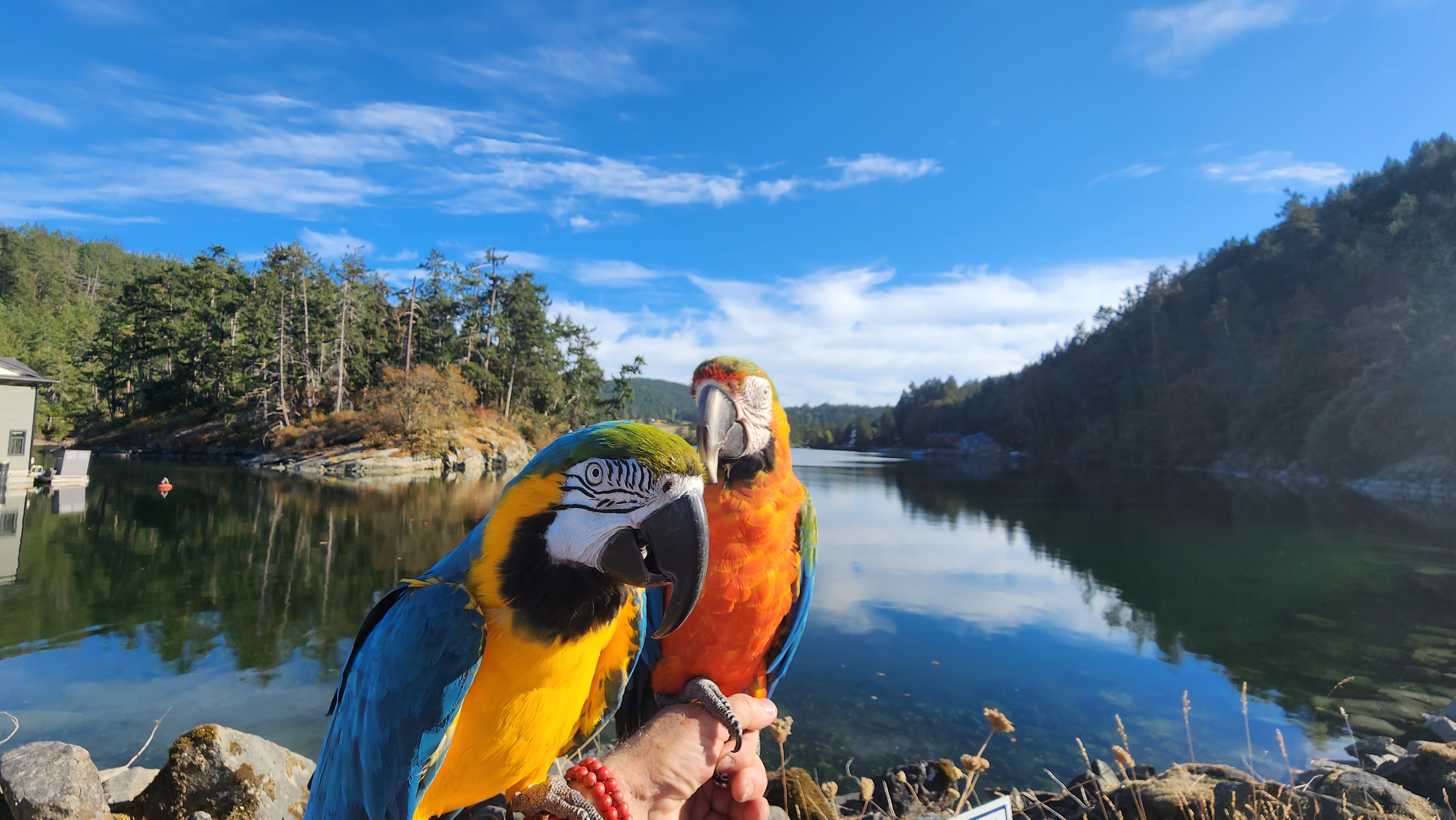 Blue-and-yellow macaw
