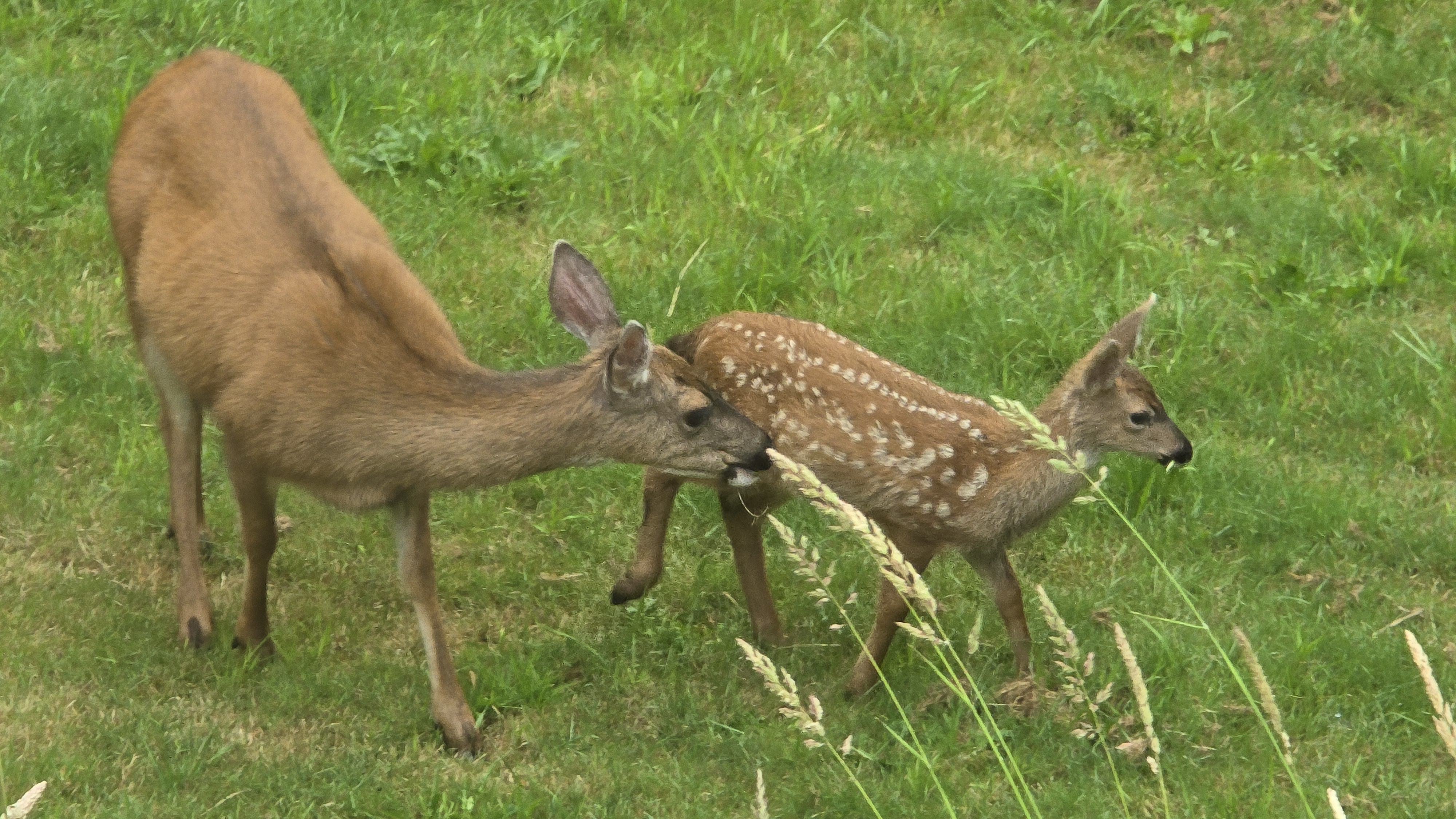 Deer at forest edge
