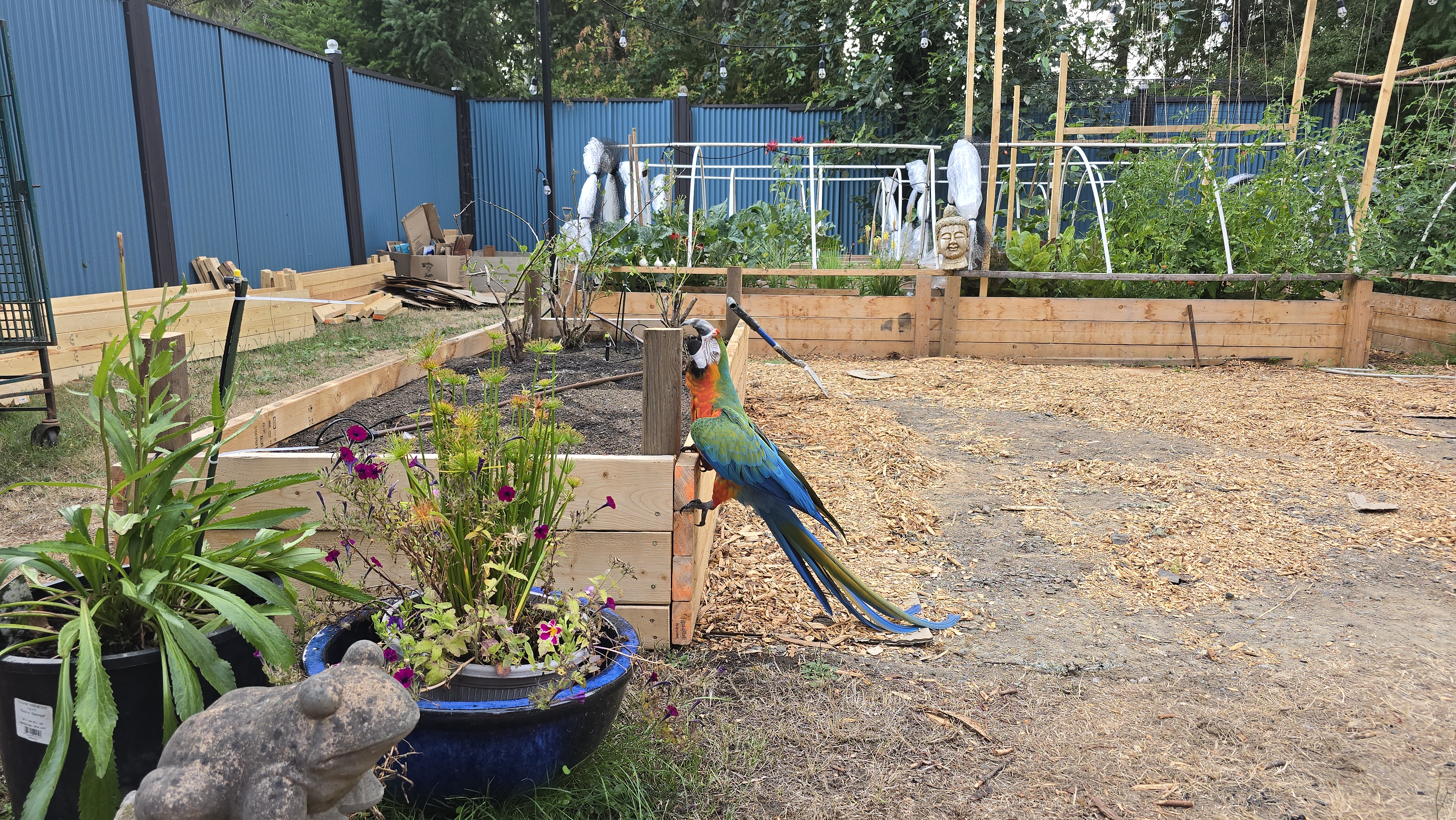 Grilled vegetables and herbs