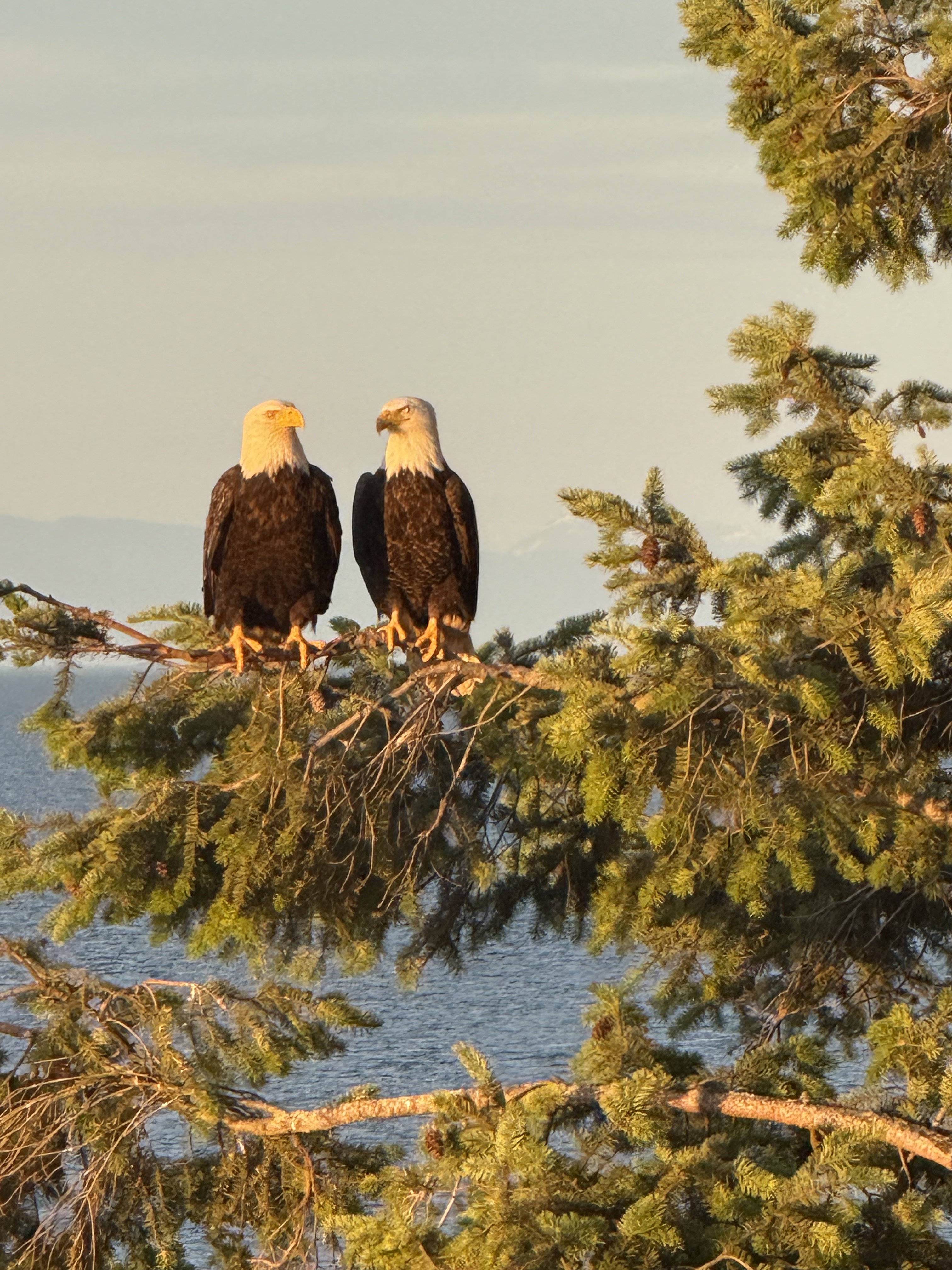 Eagle above the bay