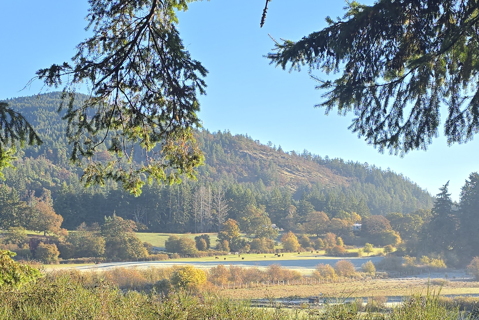 Back forest view of Maple Mountain