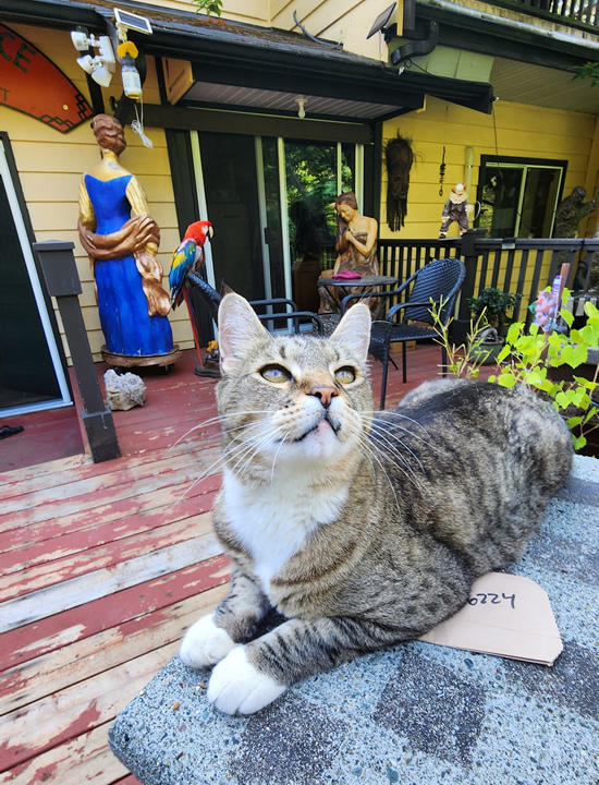 Woody the alpha cat (RIP)