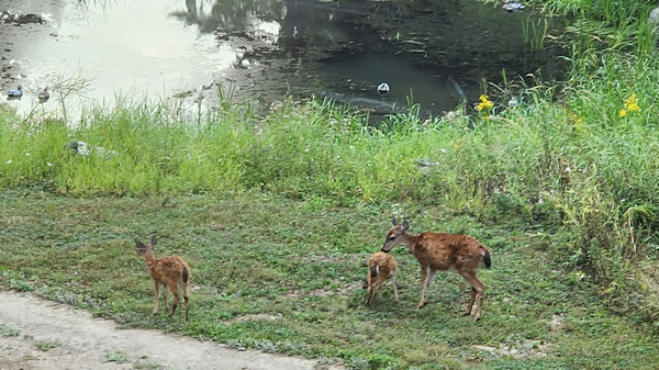 Deer by the back pond Calm Chaos