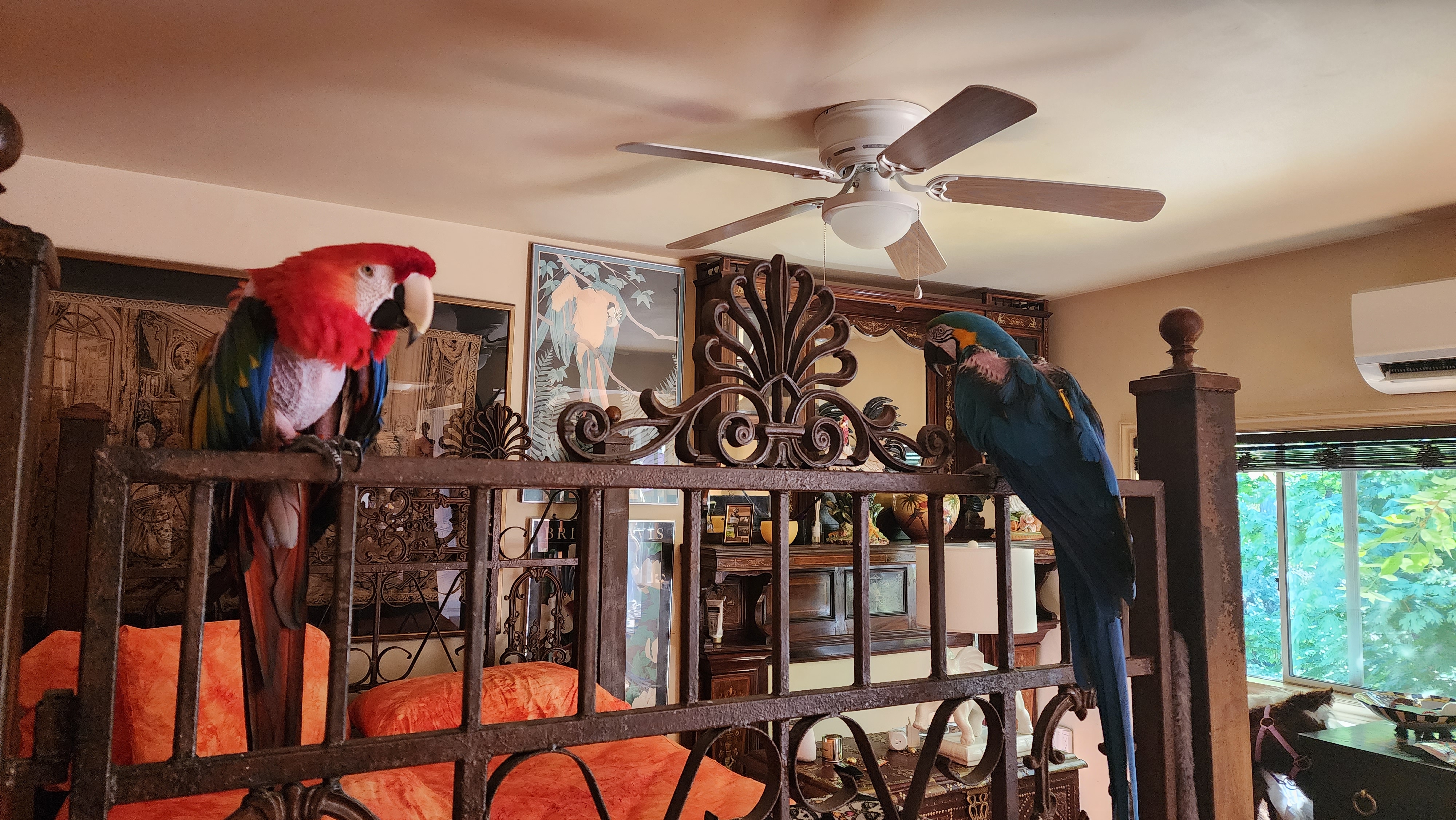 Scarlet the scarlet macaw peeking from a perch, ready for playful mischief
