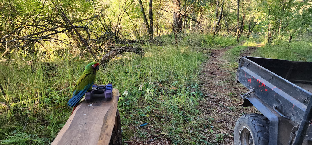 Forest walk with Mango