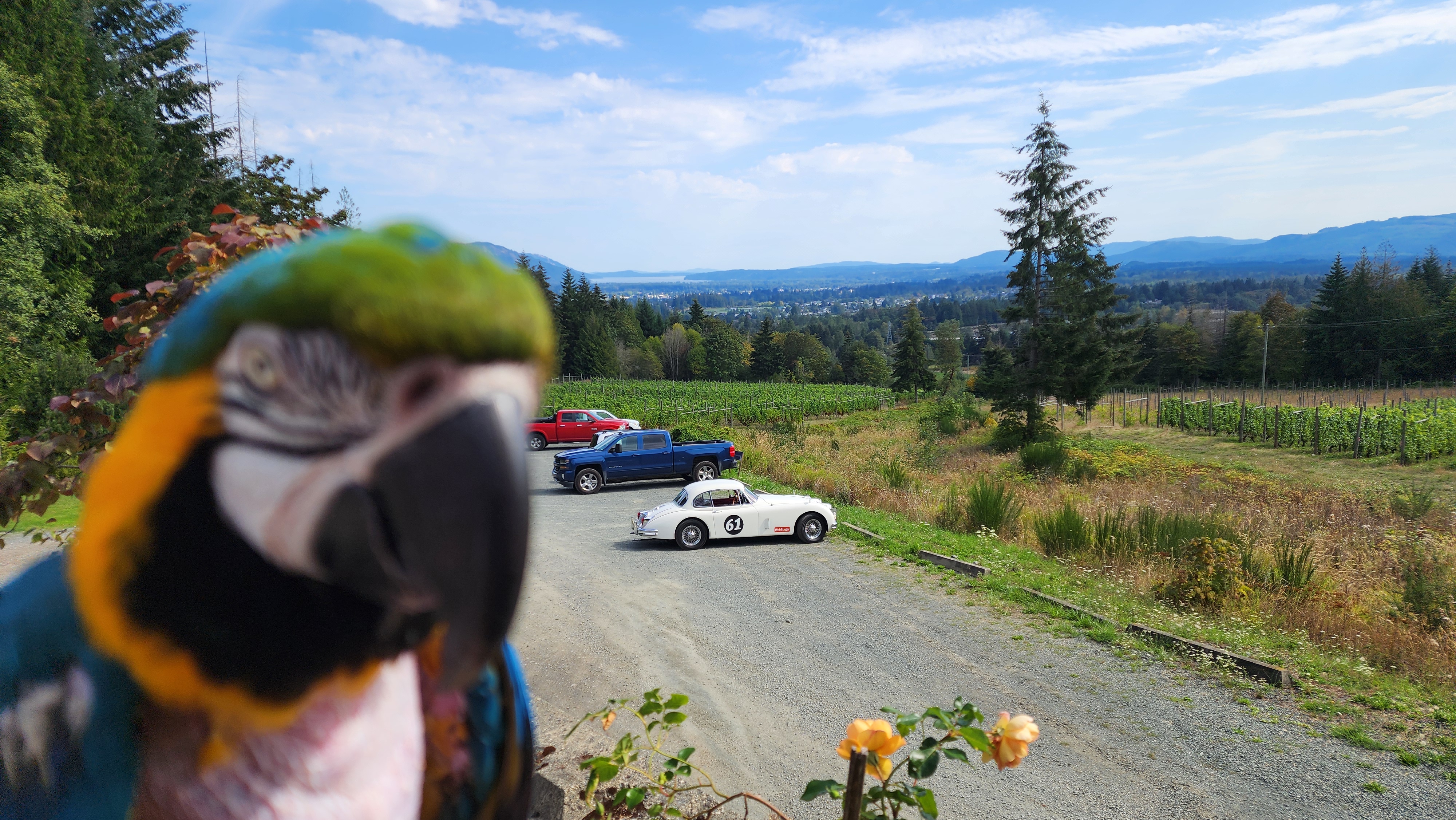 Calm Chaos Maple Bay macaws and forest backdrop header