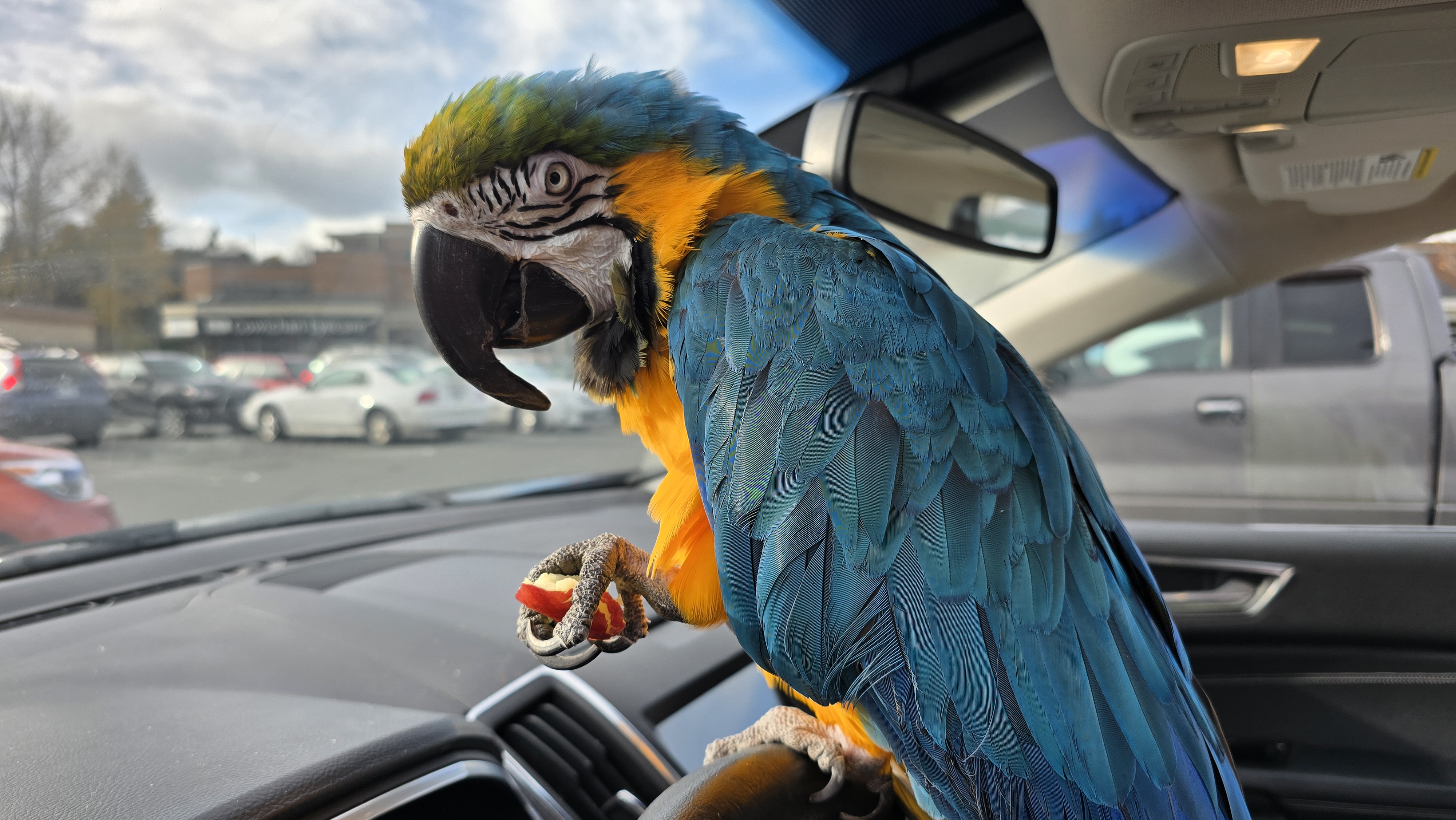 Blu the blue‑and‑gold macaw perched beside guests
