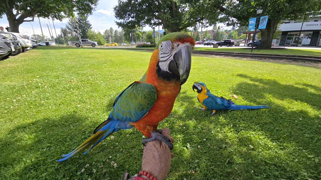 Macaw photobomb during morning coffee