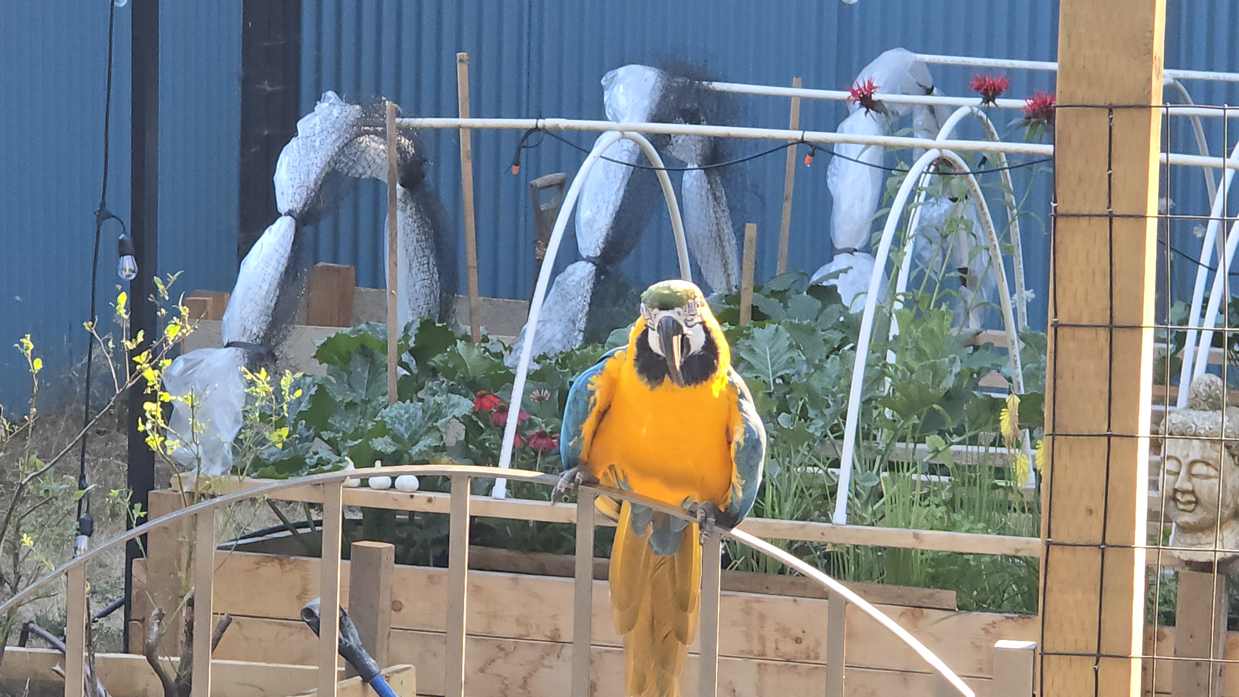 Blu perched with a guest