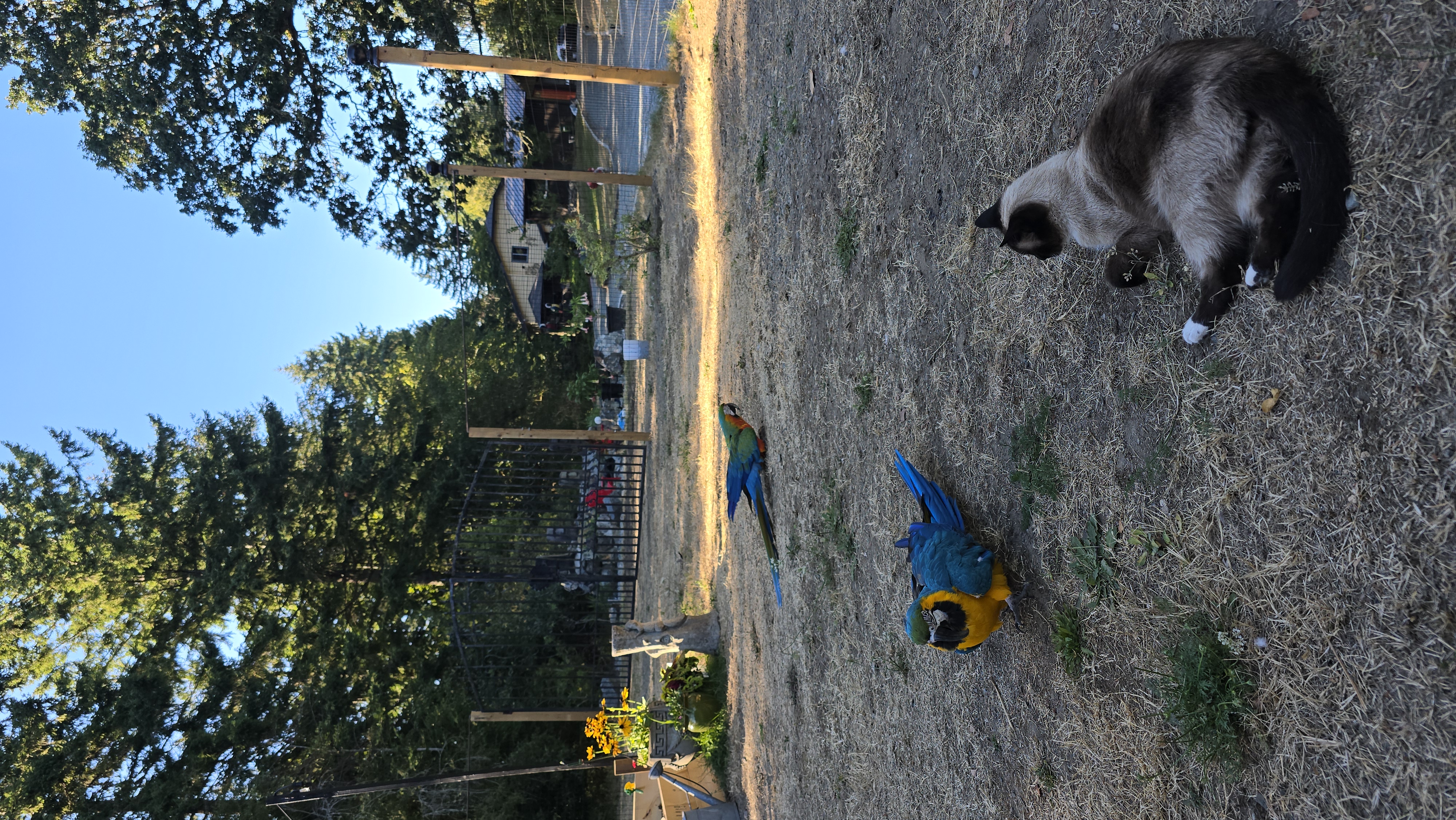 Bo Blu and Pip enjoying a summer evening.
