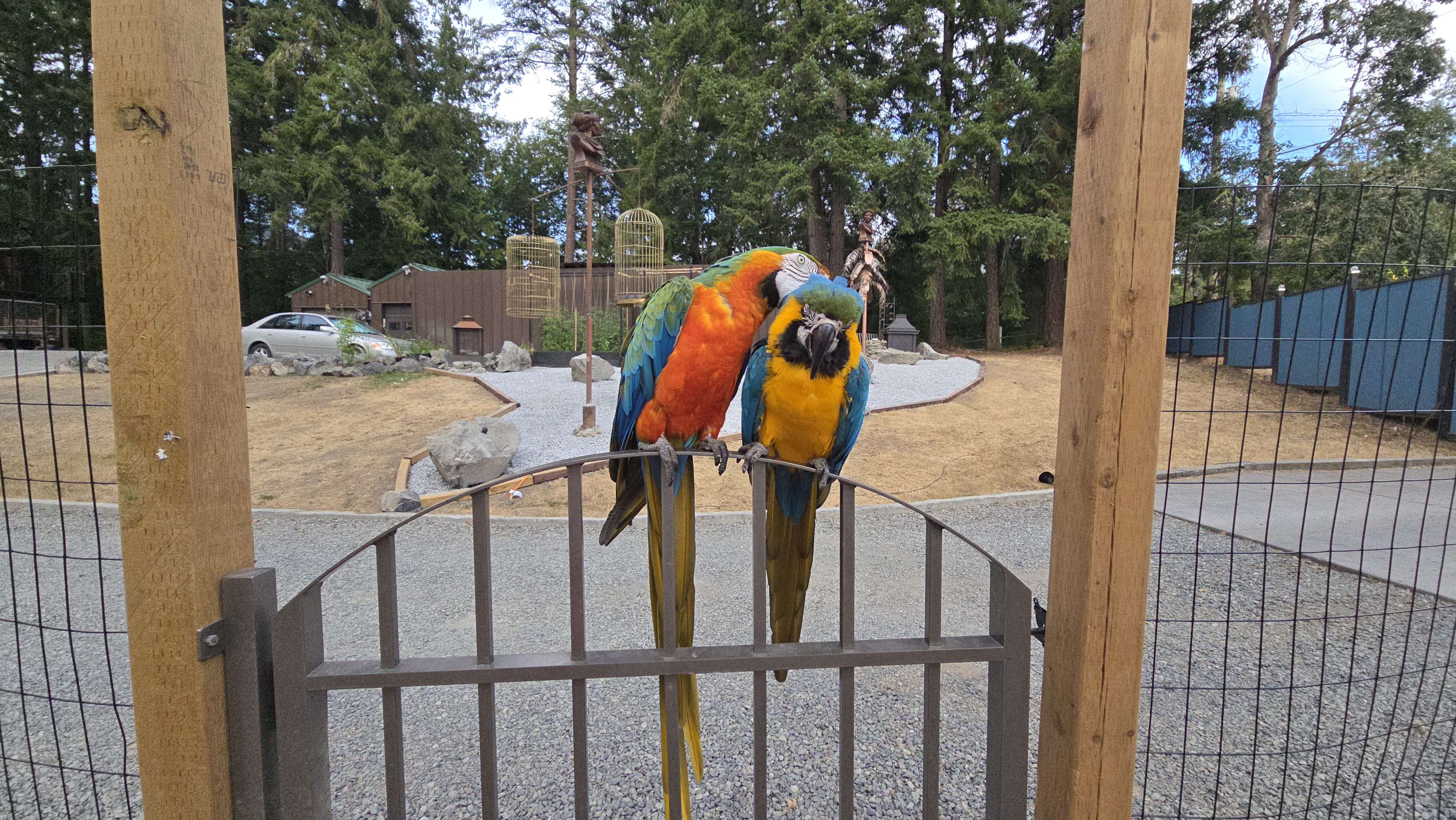 Two macaws in the foreground with a deer in the meadow at Calm Chaos