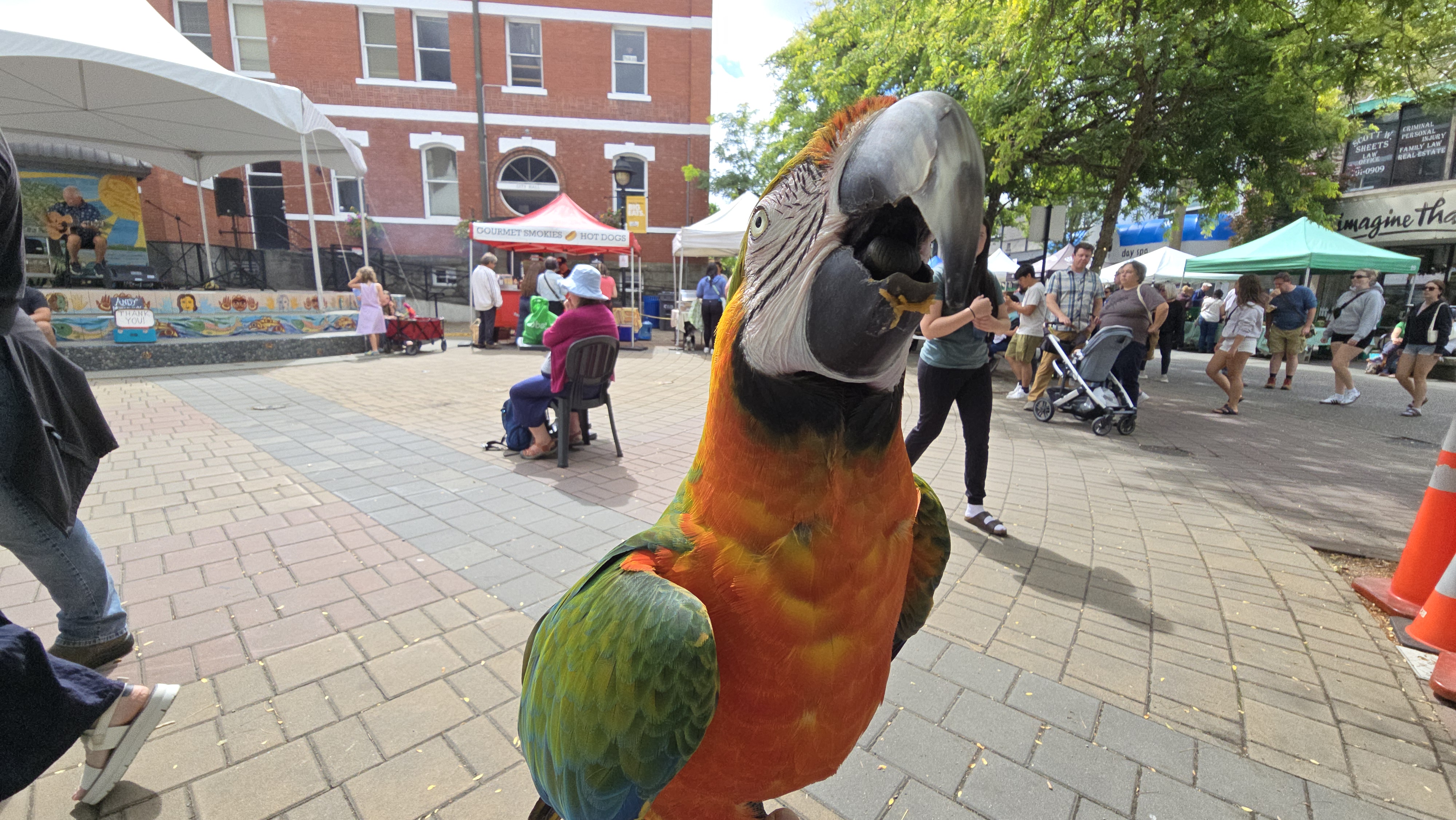 Bo Bo the Catalyna macaw showing off his colors