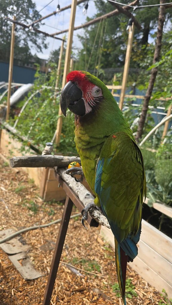 Mango the macaw