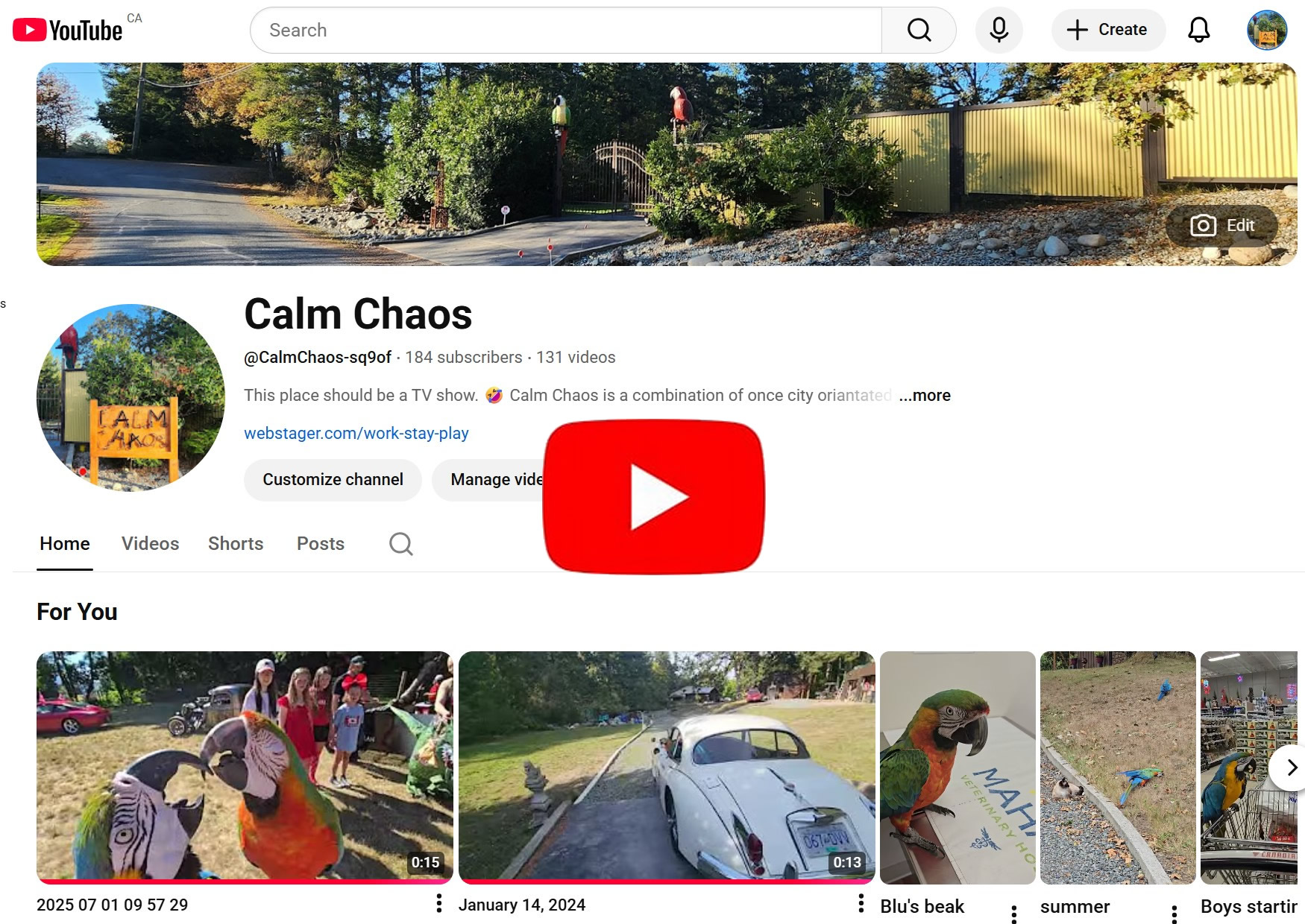 Mango the macaw perched with a guest in the early AM