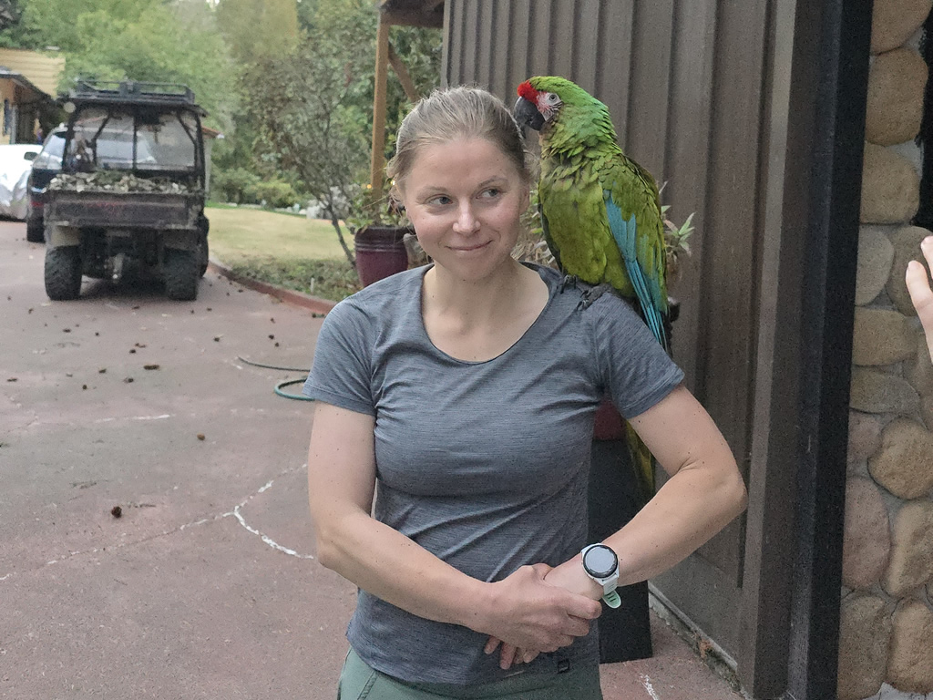 Mango the macaw perched with a guest in the early AM