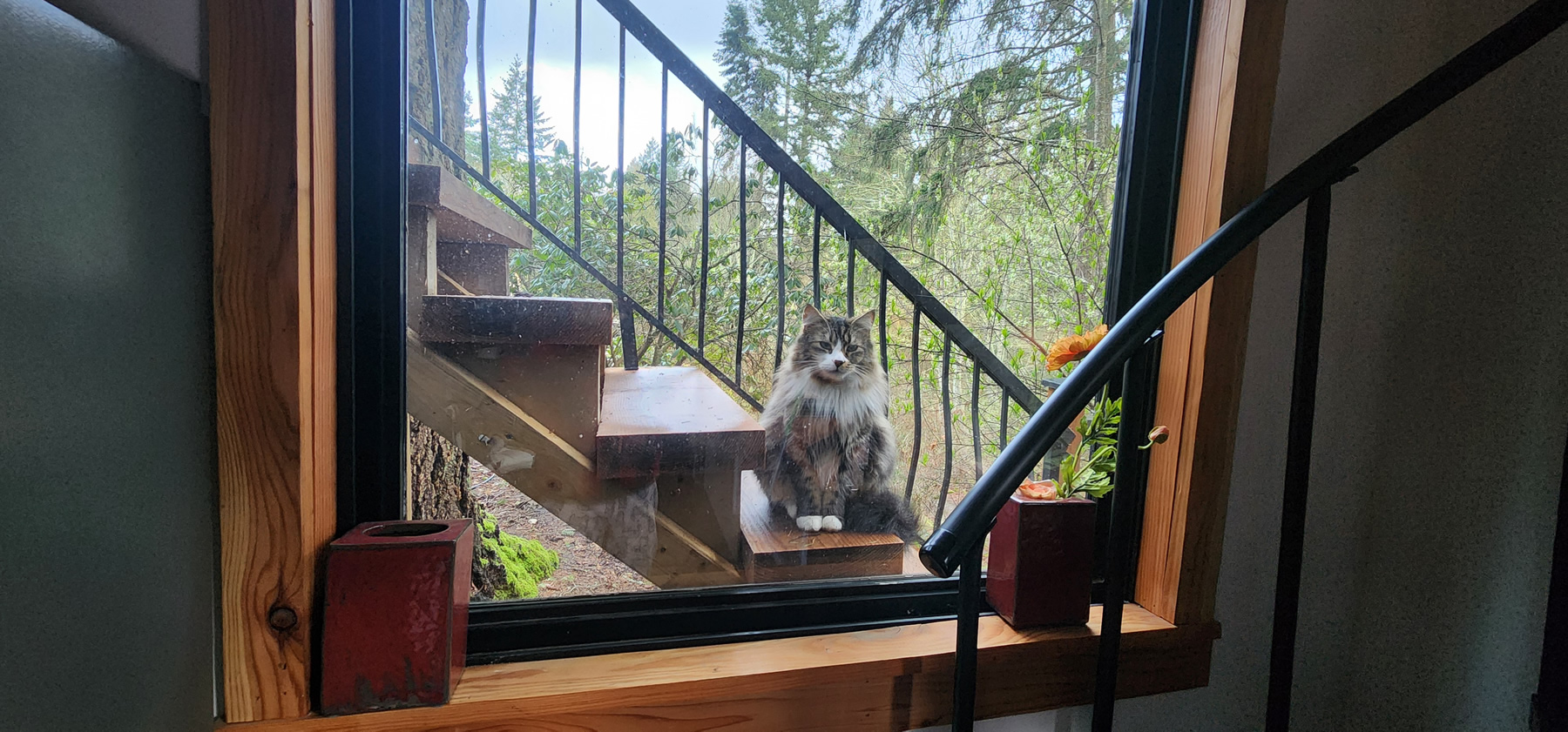 Elvis the Maine Coon