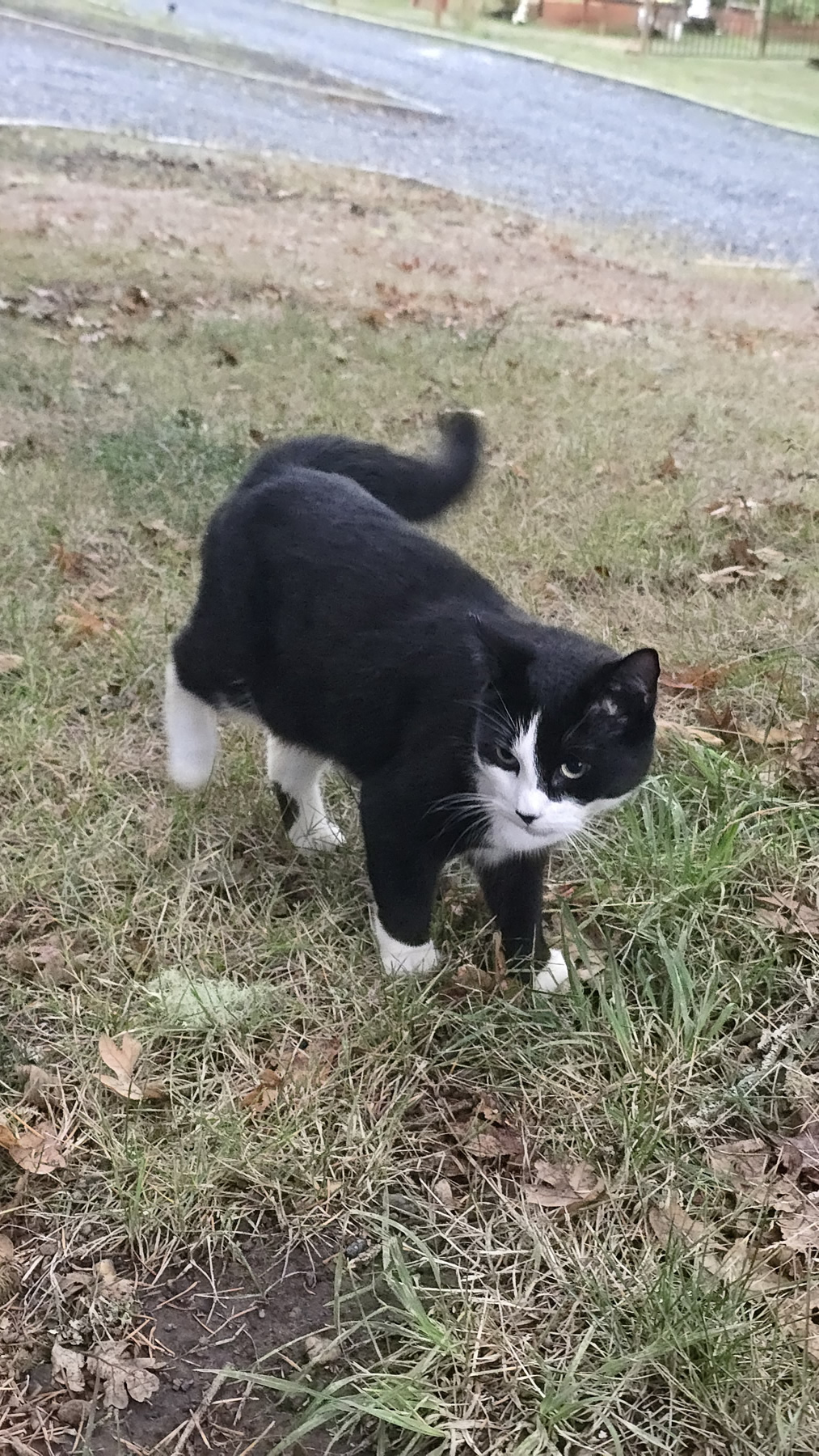 Peach the tuxedo cat