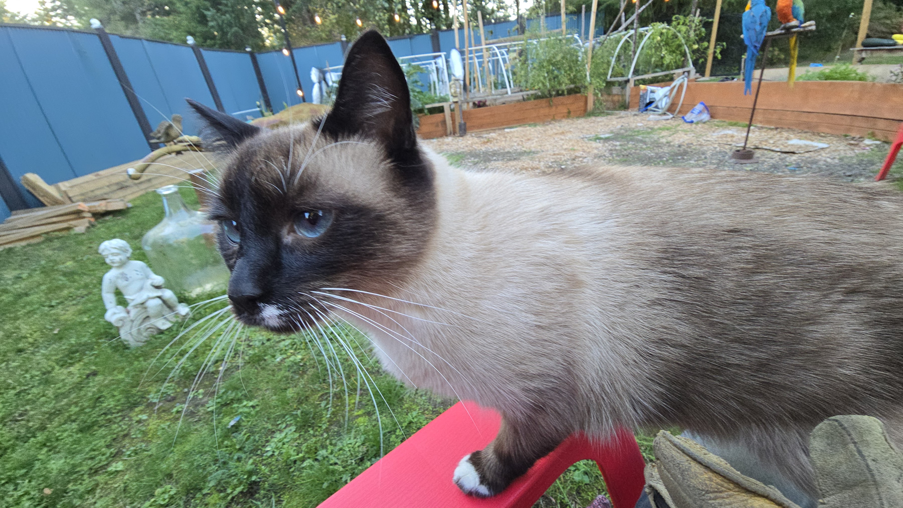 Pip (Pippy) Siamese cat