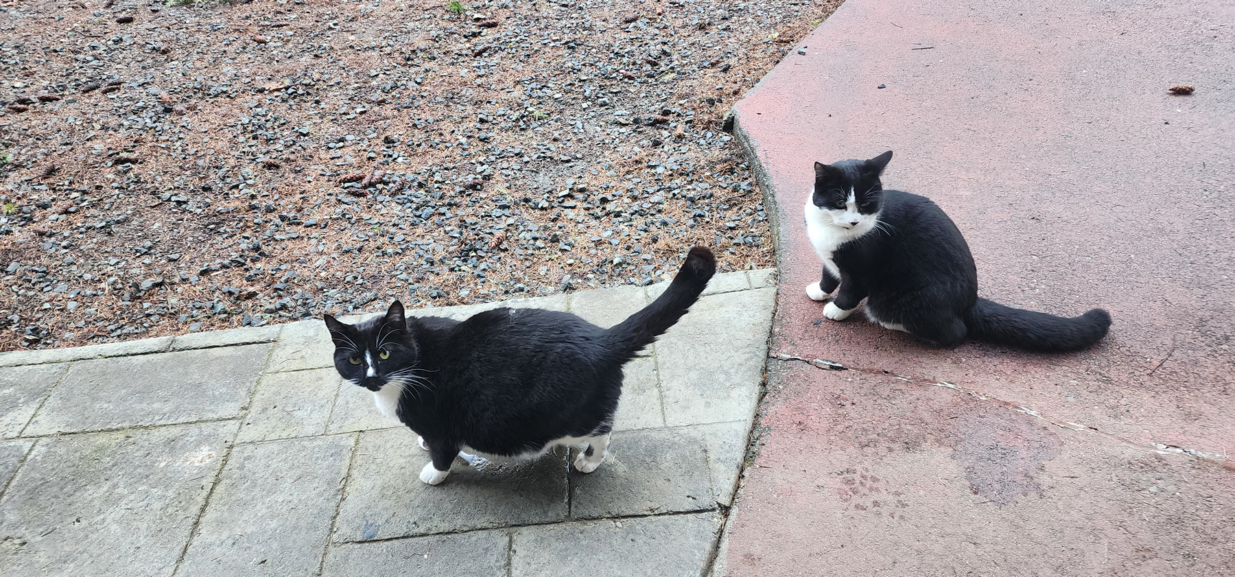 Mabel (Momma Cat) and Peach at Calm Chaos Maple Bay