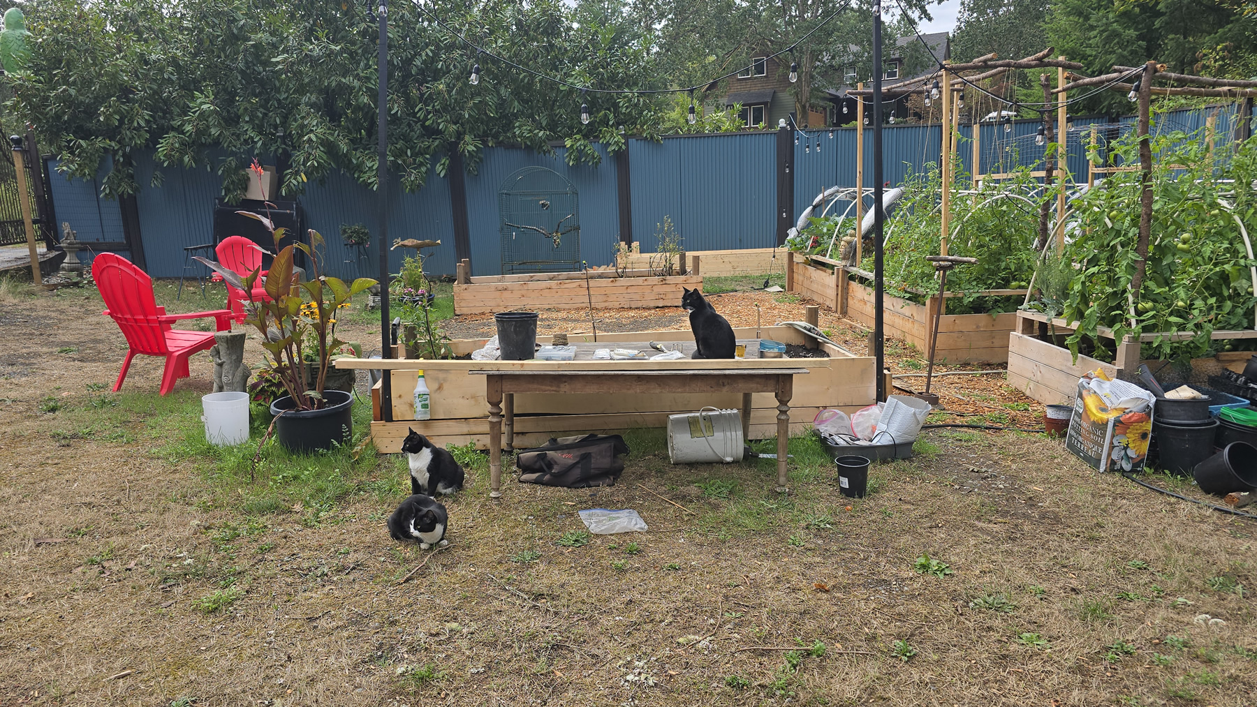 Mabel, Peach, and Cricket in the garden